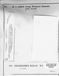 Melogramma bulliardii image